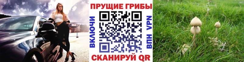 Купить закладки  Волгодонск  Галлюциногенные грибы прущие грибы 